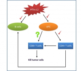 Are thioredoxin-based antigens able to induce CD8+ cytotoxic T-cell responses?